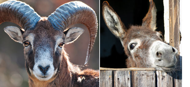 НЕОБИЧНА “РЕКЛАМА” У НОВОМ САДУ: Магарац, јарац и јагњад пасу испред аутоперионице